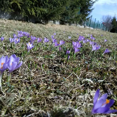 Homestay Czarna Jagoda Czarna Gora